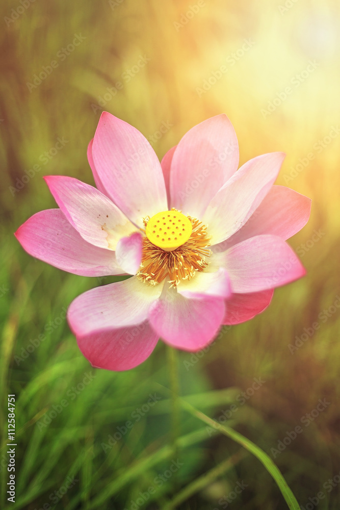 Beautiful vivid lotus flower in blooming at sunrise with soft focusing and warm tones