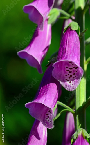 roter Fingerhut, Digitalis purpurea photo