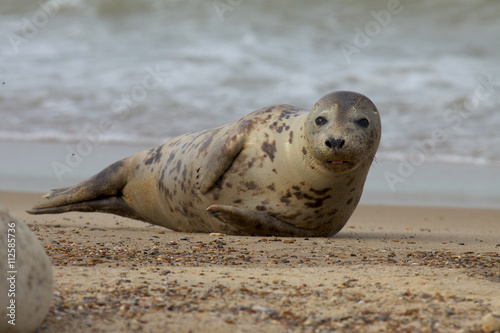 Grey Seal on the beach.