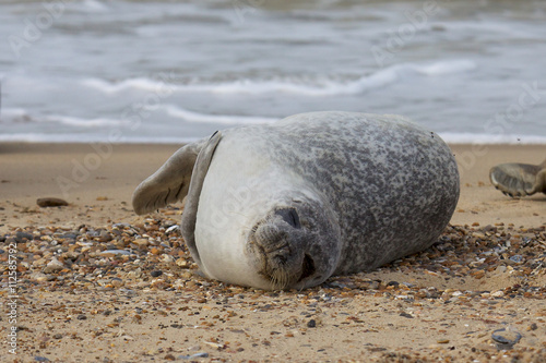 Grey Seal on the beach.