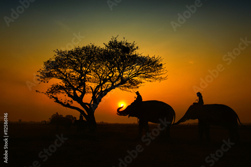 The silhouette of a person riding an elephant in a field near trees at the sunset time © thanatphoto