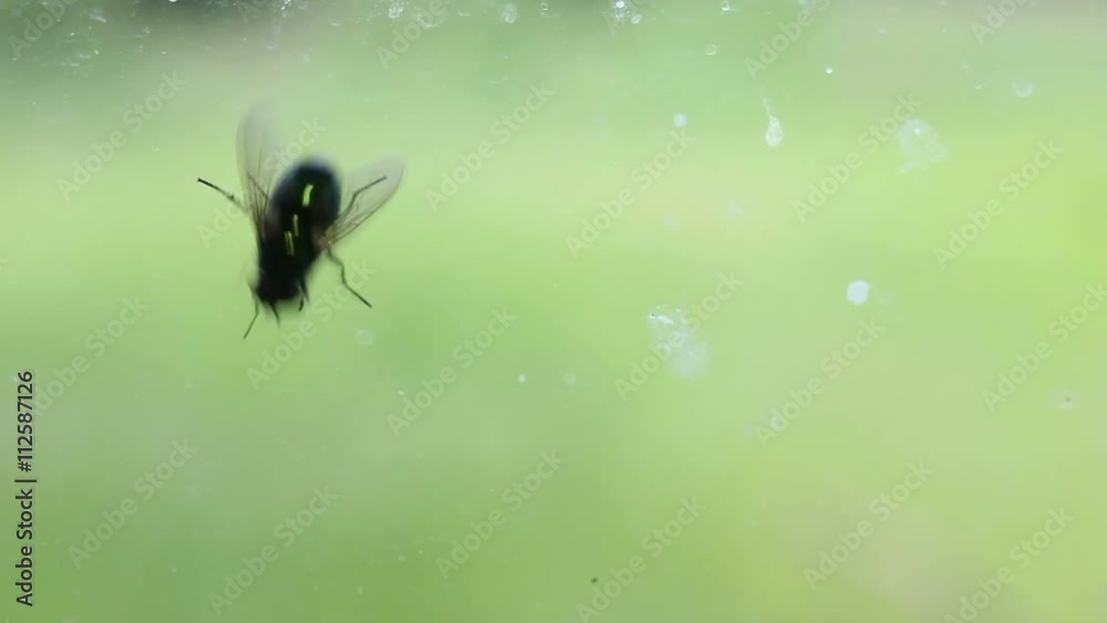 Fly Insect Creeping by the Glass Fly Insect Creeping by the Glass