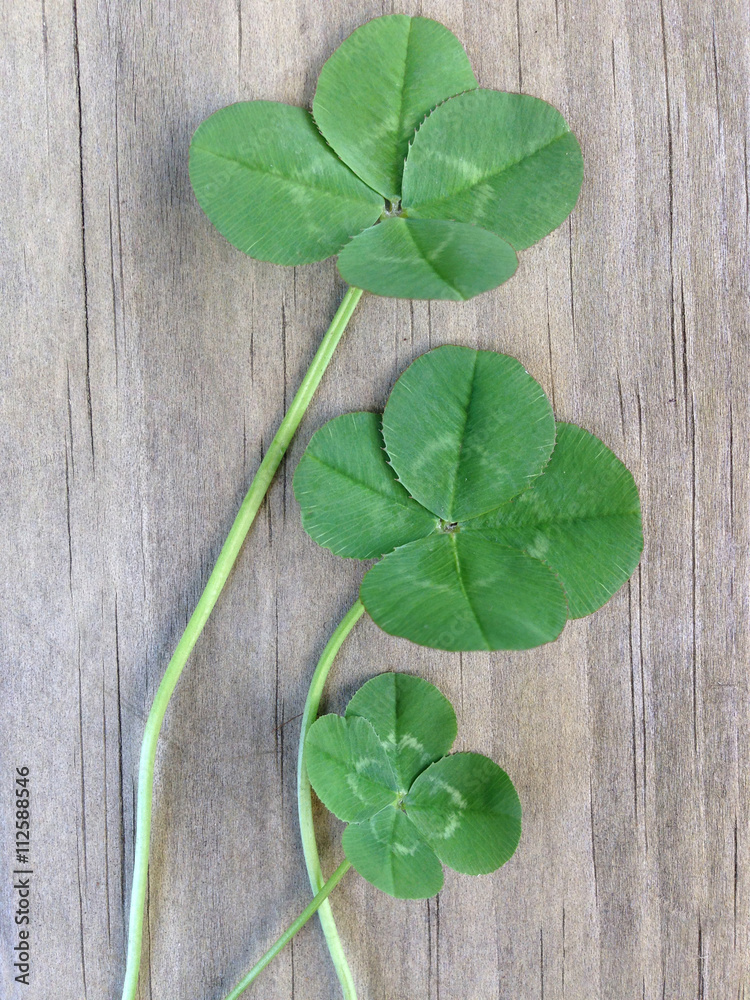 3 four leafed clovers on a wooden background for good luck