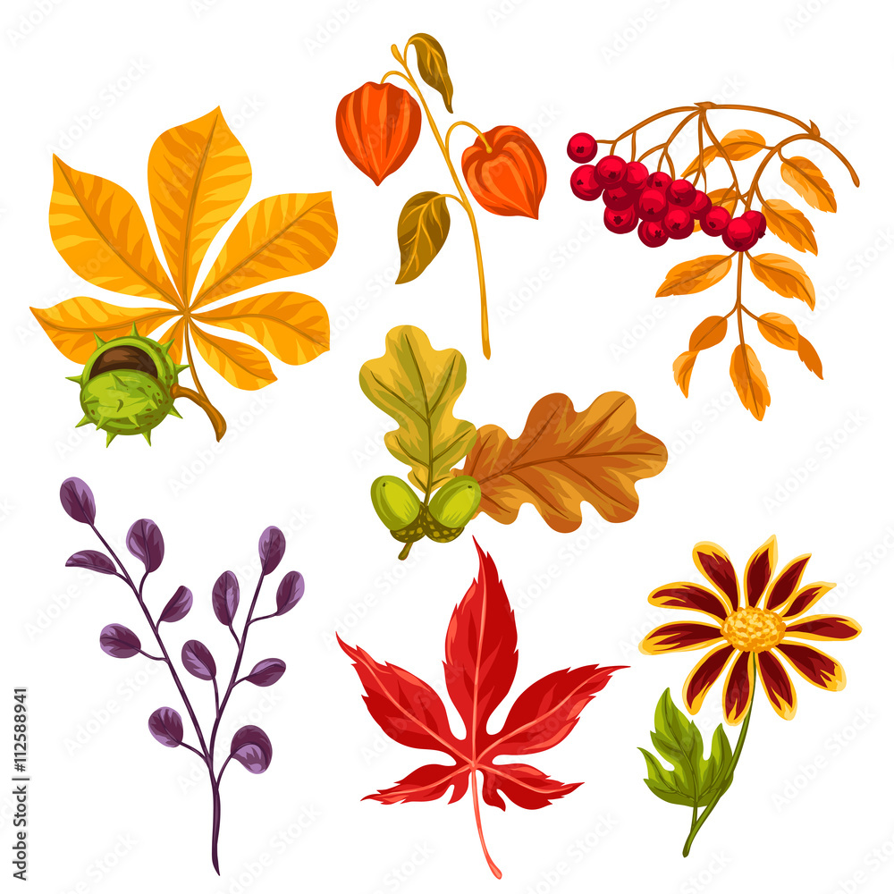 Set of stylized autumn leaves and plants. Objects for decoration, design on advertising booklets, banners, flayers