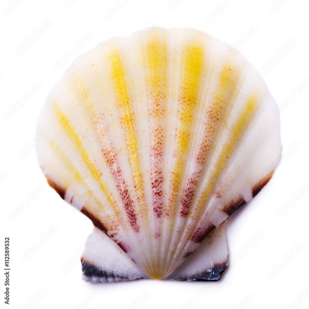 Seashell isolated on white background, top view Seashell isolated on white background, top view