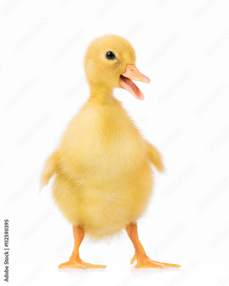 Cute domestic duckling isolated on white background Cute domestic duckling isolated on white background