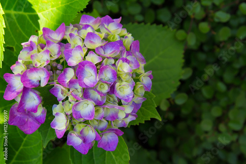 Hydrangea and green leaves of purple