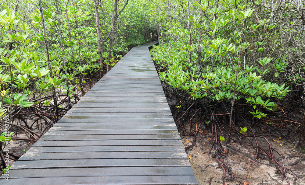 Nature trail in Mangrove forest. Nature trail in Mangrove forest.