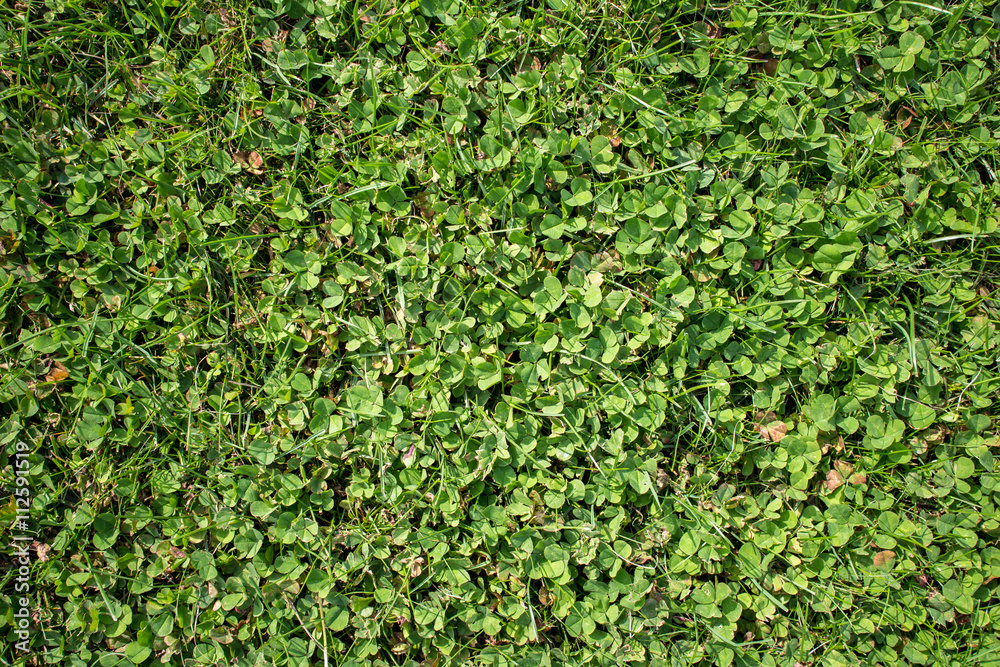 Green grass background Green grass background