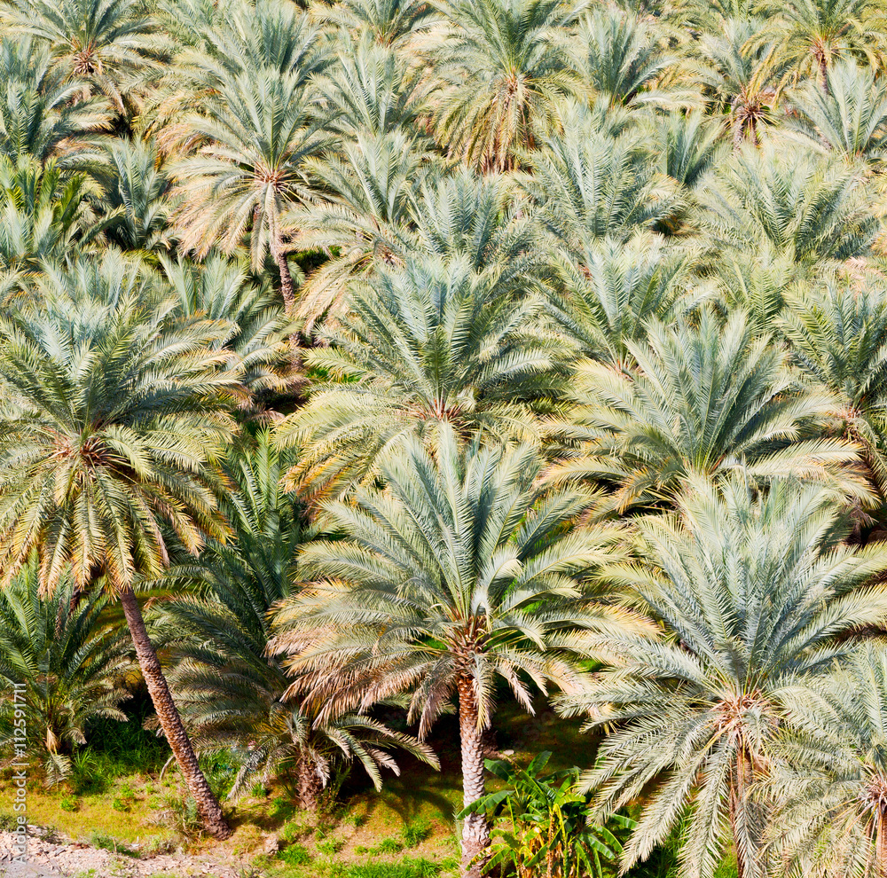 in oman garden and the cultivation of palm fruit from high in oman garden and the cultivation of palm fruit from high