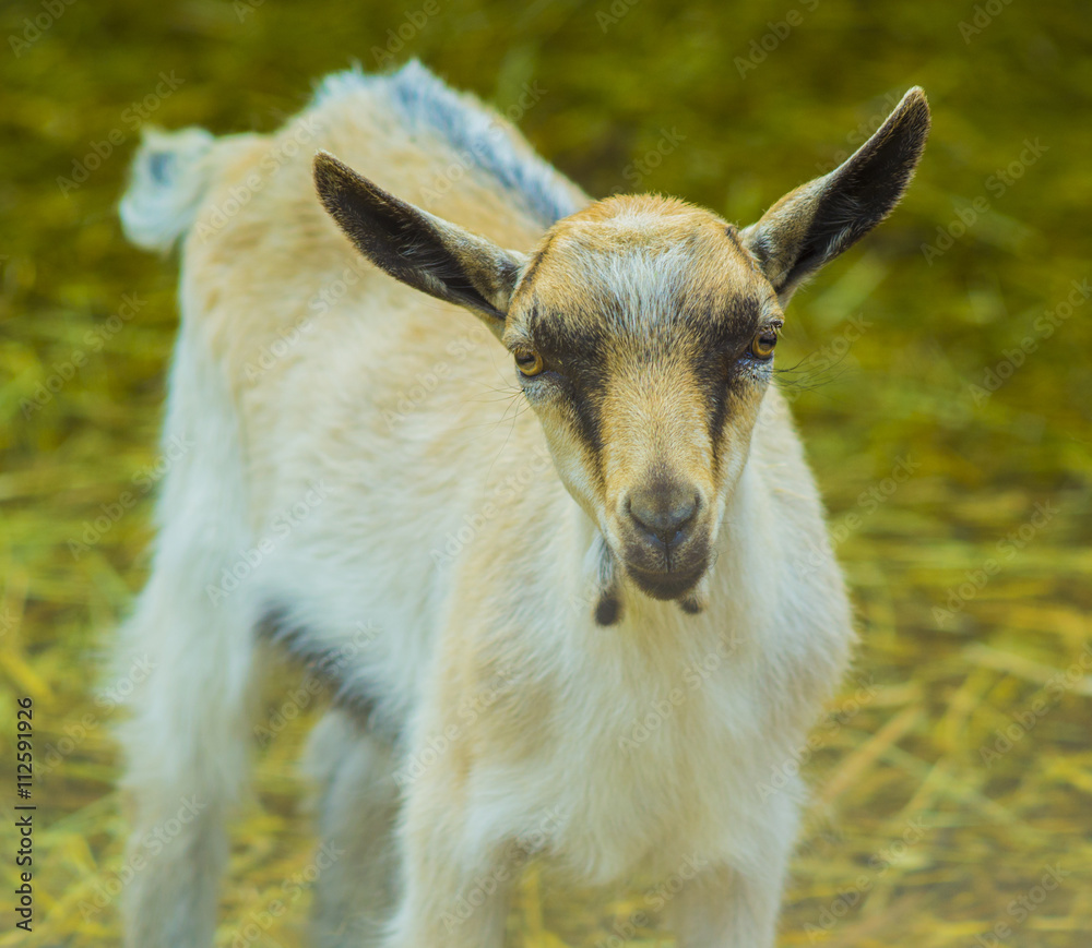 goat. pet goat. animal goat. Goat on the farm. Young horned goat