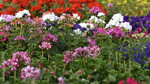 Fototapeta Naklejka Na Ścianę i Meble -  fleurs