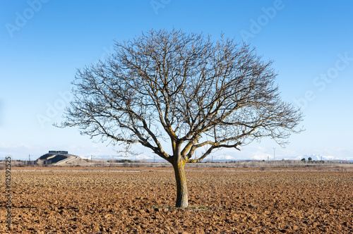 Bare Common walnut tree in an agricultural landscape in the plain of the River Esla, in Leon Province, Spain