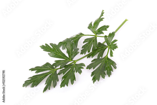 Parsley herb isolated on white background