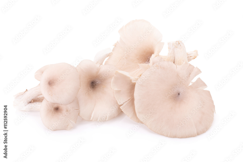 Fototapeta premium Mushroom on white background.