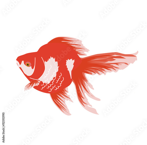 赤い金魚