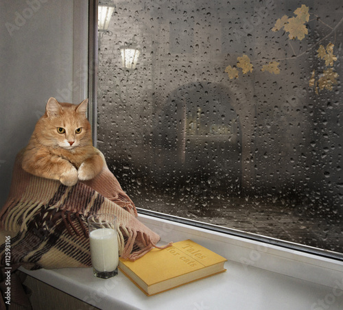 Foto A cat on a windowsill.