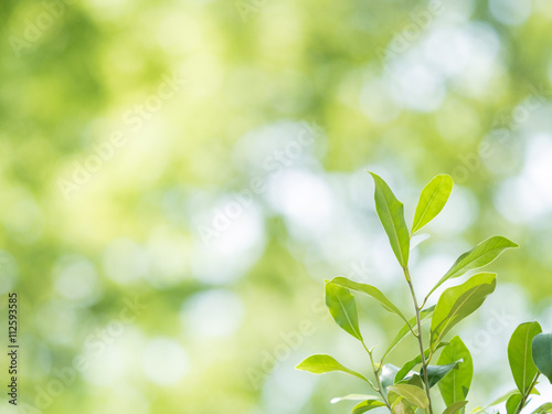 新緑の中の芽生え 