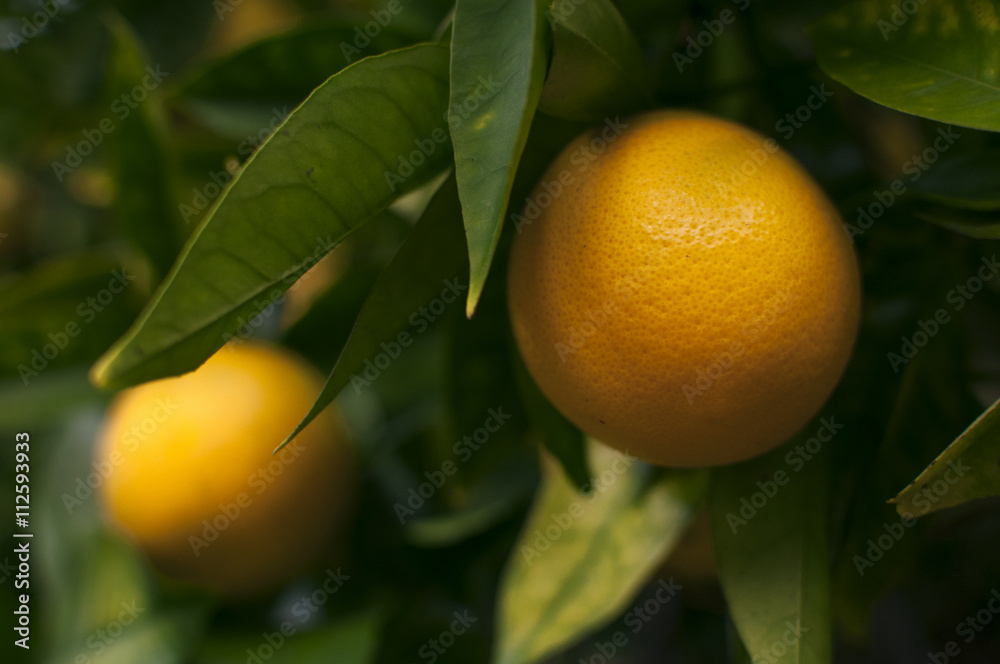 Orange Orange