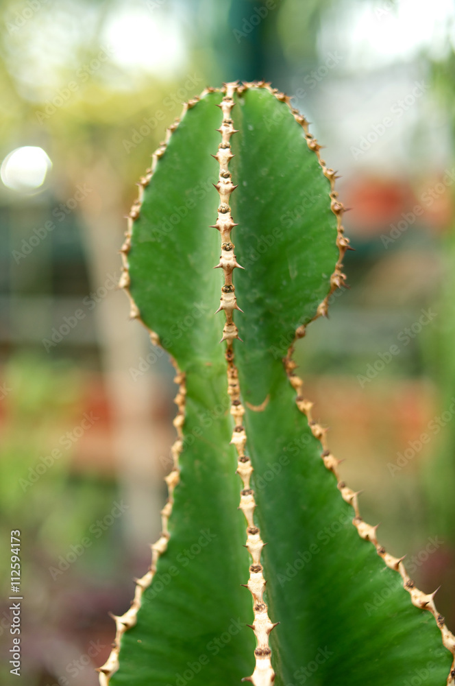 Big cactus with yellow round thorns close up