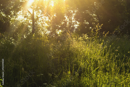 Matutinal rays sun on herb of the meadow