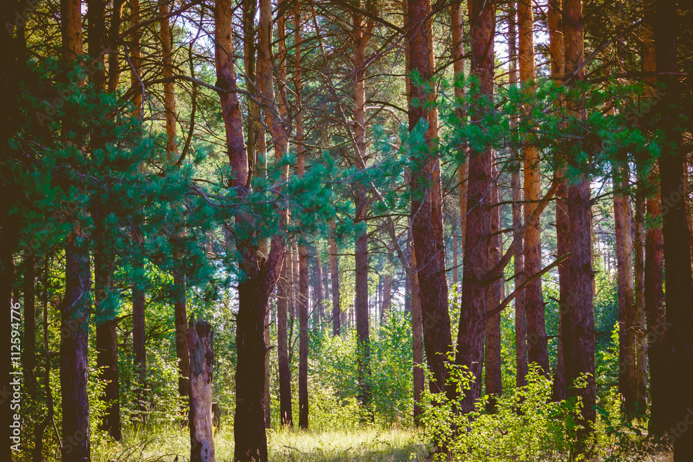Fototapeta premium Morning in the Pine Forest Retro