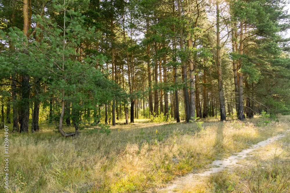 Fototapeta premium Morning in the Pine Forest