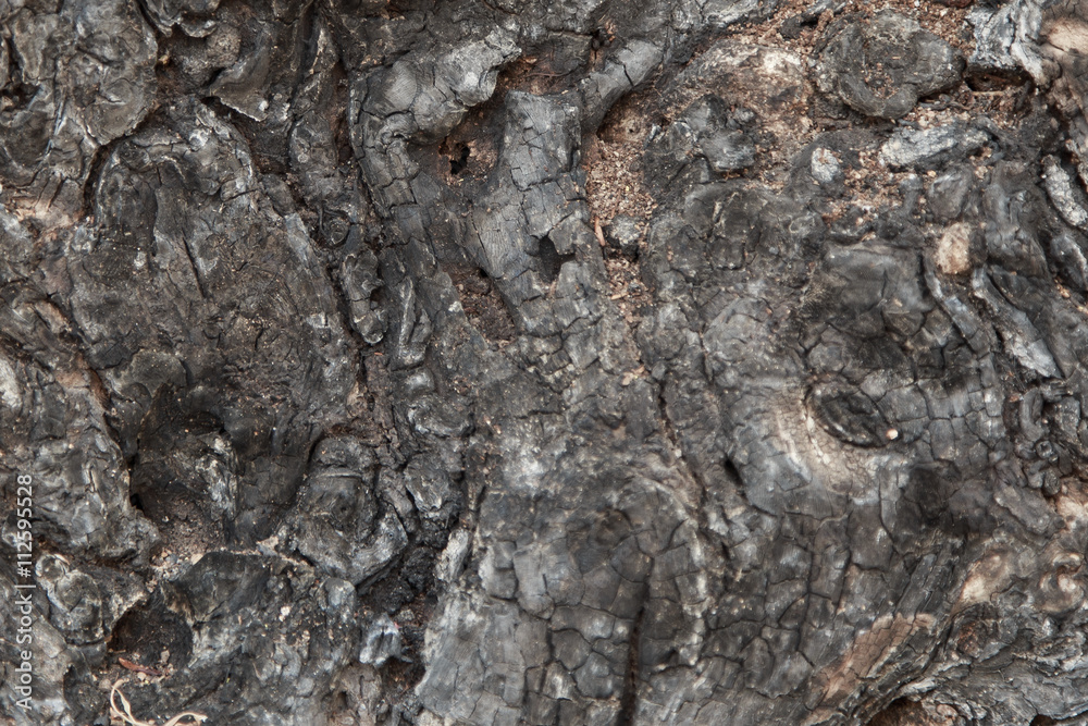 Tree bark texture background Tree bark texture background