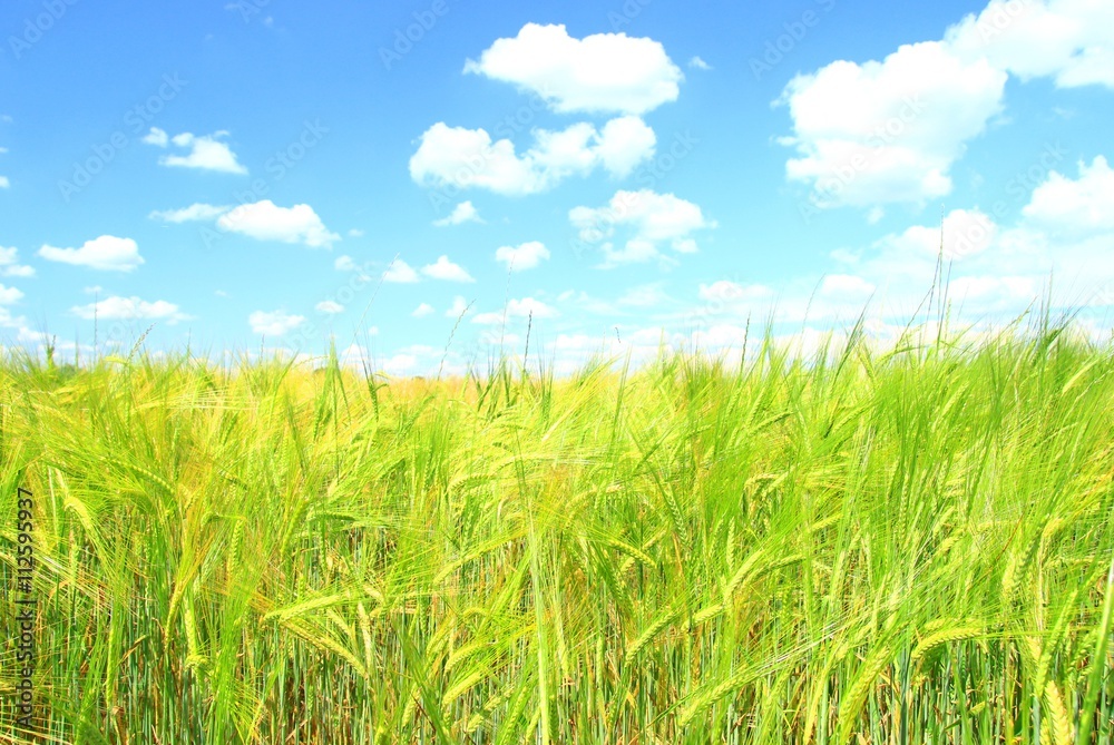 Wheat field and blue sky with white clouds in background 