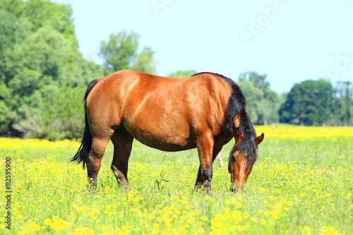 Horse is feeding on meadow 