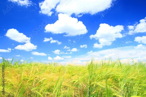 Wheat field with beautiful clouds on blue sky in bakcground