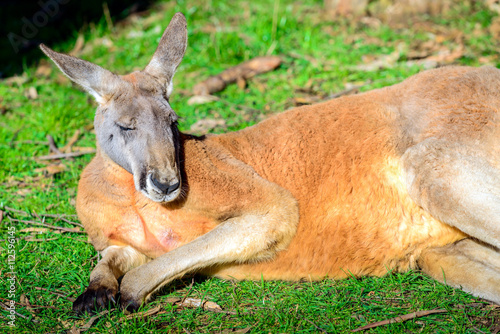 Lazy australian kangaroo