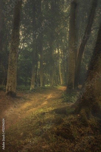 Fototapeta Naklejka Na Ścianę i Meble -  The trail in the woods