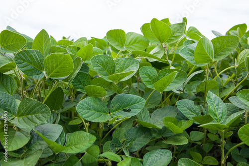 Soybean field