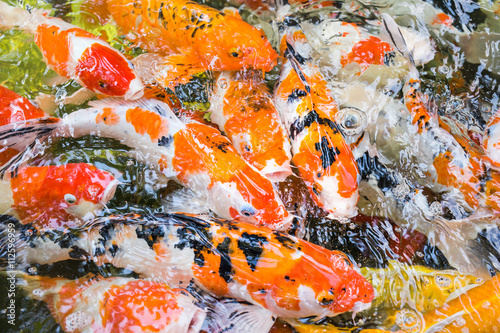 Feeding fish carp