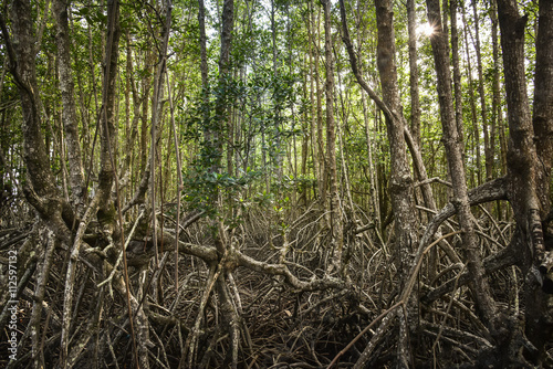 Roots of mangrove forest when sea water run down
