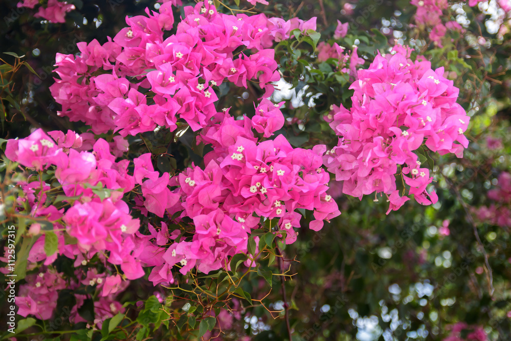 blooming bougainvillea : Colorful Paper flower
