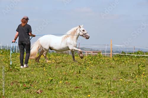 Horse being exercised via lunge work