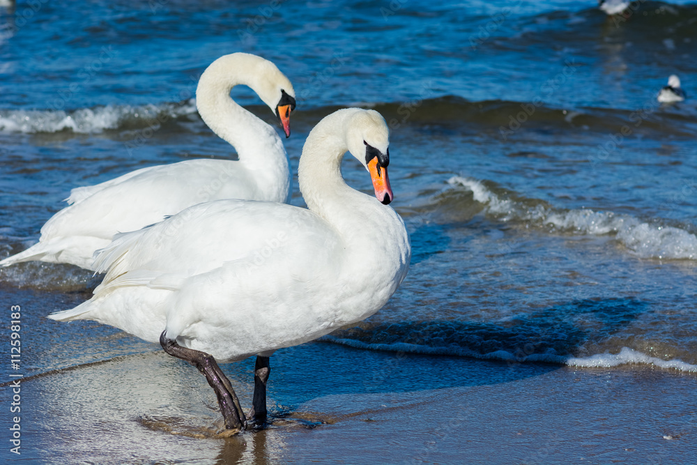Naklejka premium Łabędzie nad morzem bałtyckim w Świnoujściu