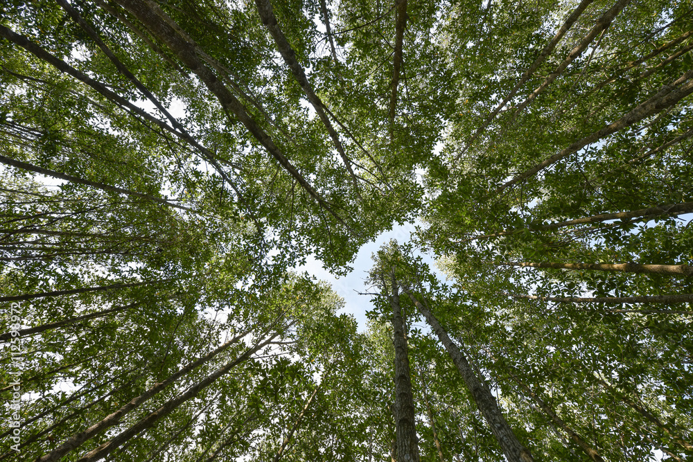 Fototapeta premium mangrove trees forest