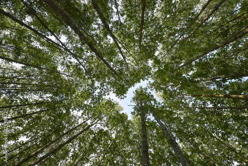 mangrove trees forest
