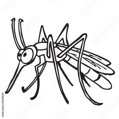 black and white mosquito