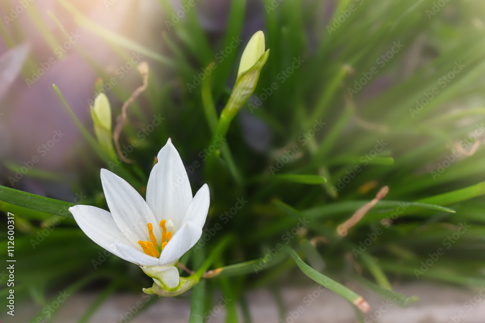 White flowers Zephyranthes Lily or Rain Lily with romantic soft mood background White flowers Zephyranthes Lily or Rain Lily with romantic soft mood background