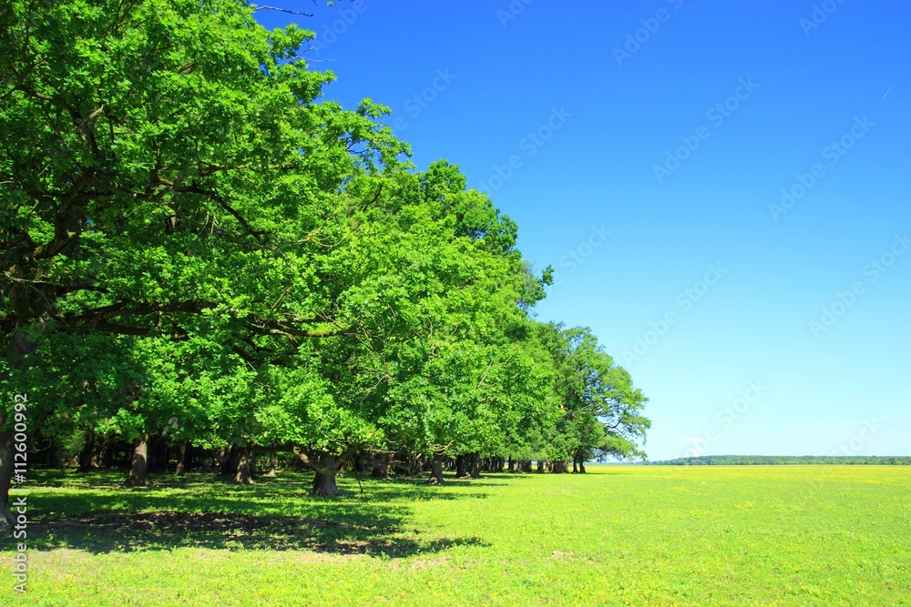 Green forest and blue sky in background Green forest and blue sky in background