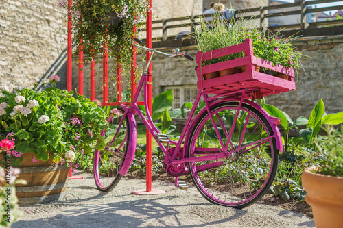 Pink vintage bicycle with flower pots