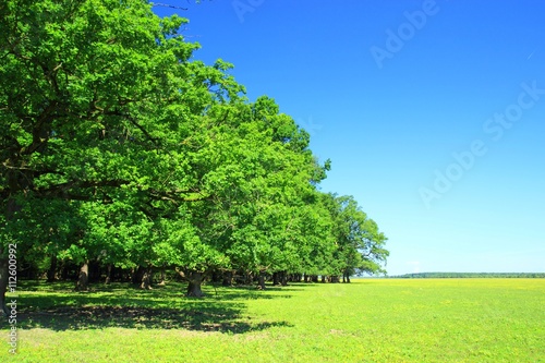 Green forest and blue sky in background