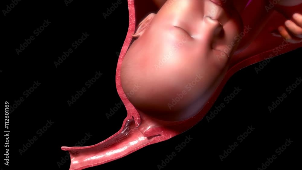 Labor and vaginal birth