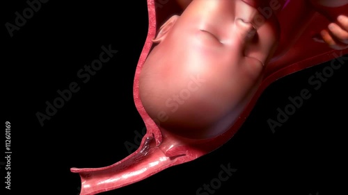 Labor and vaginal birth
