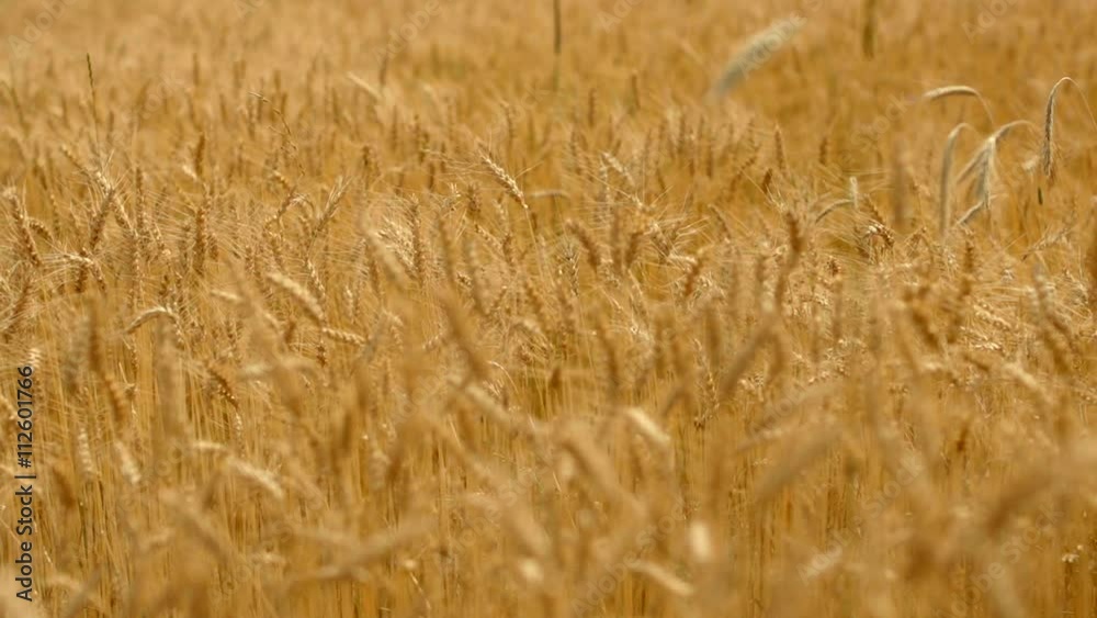 Wind der ein Weizenfeld bewegt Wind der ein Weizenfeld bewegt