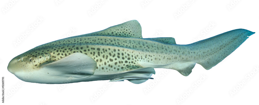 Obraz premium Leopard Shark cut out isolated white background